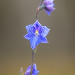 Thelymitra cyanea (Veined Sun Orchid) at Yaouk, NSW - 21 Jan 2023 by trevsci