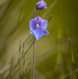 Thelymitra cyanea at Scabby Range Nature Reserve - 21 Jan 2023