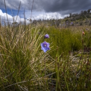 Thelymitra cyanea at Scabby Range Nature Reserve - 21 Jan 2023