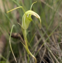 Diplodium decurvum (Summer greenhood) at Yaouk, NSW - 21 Jan 2023 by trevsci