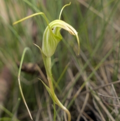 Diplodium decurvum (Summer greenhood) at Yaouk, NSW - 20 Jan 2023 by trevsci