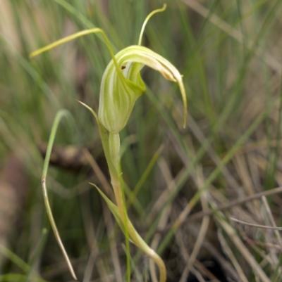 Diplodium decurvum (Summer greenhood) at Yaouk, NSW - 21 Jan 2023 by trevsci