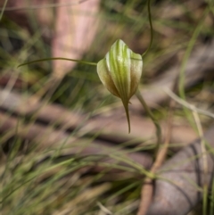 Diplodium decurvum at Yaouk, NSW - 21 Jan 2023