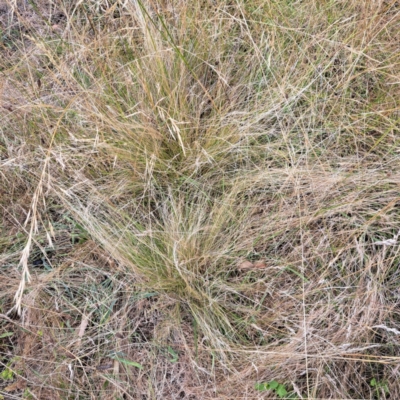 Nassella trichotoma (Serrated Tussock) at Watson, ACT - 23 Jan 2023 by abread111