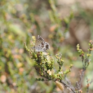 Neolucia agricola at Cotter River, ACT - 10 Jan 2023