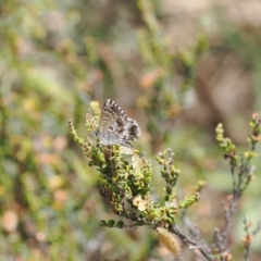 Neolucia agricola (Fringed Heath-blue) at Cotter River, ACT - 10 Jan 2023 by RAllen