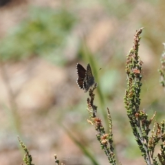 Neolucia agricola at Cotter River, ACT - 10 Jan 2023