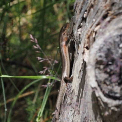 Pseudemoia entrecasteauxii (Woodland Tussock-skink) at Namadgi National Park - 10 Jan 2023 by RAllen