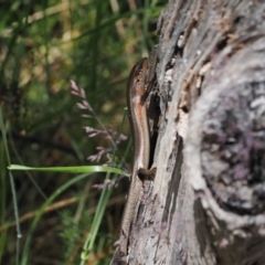 Pseudemoia entrecasteauxii at Cotter River, ACT - 10 Jan 2023 02:28 PM