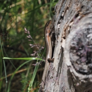 Pseudemoia entrecasteauxii at Cotter River, ACT - 10 Jan 2023