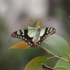 Graphium macleayanum (Macleay's Swallowtail) at Brindabella, NSW - 10 Jan 2023 by RAllen
