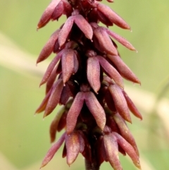 Corunastylis densa (Dense Midge Orchid) at Wingecarribee Local Government Area - 23 Jan 2023 by Snowflake