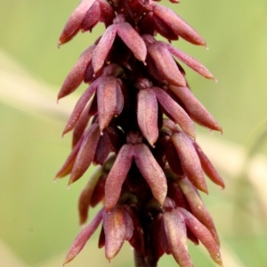 Corunastylis densa at Glenquarry, NSW - suppressed