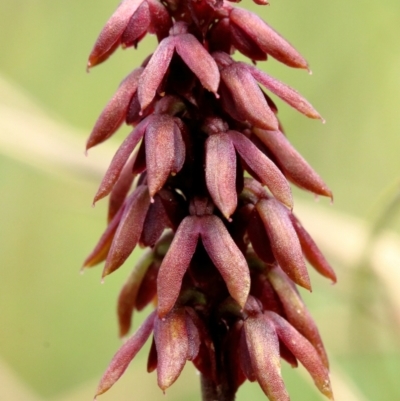 Corunastylis densa (Dense Midge Orchid) at Glenquarry - 23 Jan 2023 by Snowflake