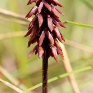 Corunastylis densa at Glenquarry, NSW - suppressed