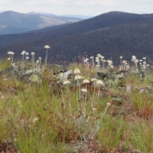 Leucochrysum alpinum at Cotter River, ACT - 10 Jan 2023