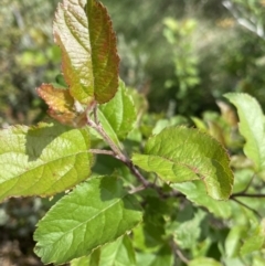 Malus sp. (Crab Apple) at Kosciuszko National Park, NSW - 22 Jan 2023 by Ned_Johnston