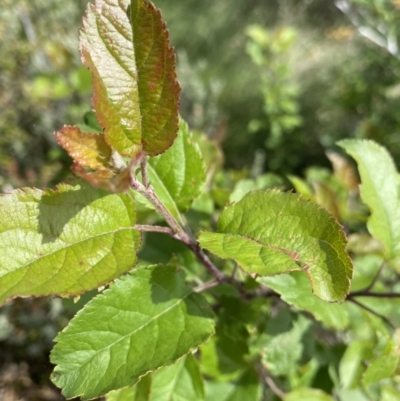 Malus sp. (Crab Apple) at Kosciuszko National Park, NSW - 22 Jan 2023 by NedJohnston