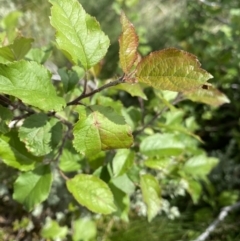 Malus sp. at Kosciuszko National Park, NSW - 22 Jan 2023