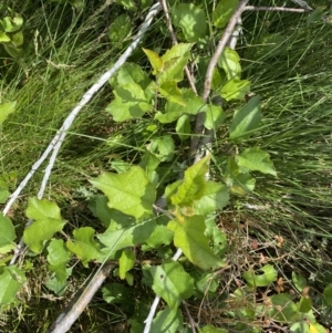 Malus sp. at Kosciuszko National Park, NSW - 22 Jan 2023 11:32 AM