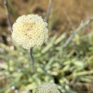 Craspedia alba at Kosciuszko National Park, NSW - 22 Jan 2023 10:48 AM