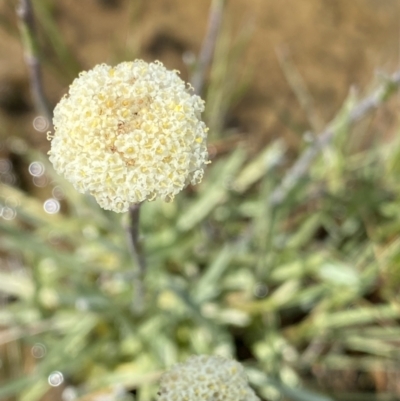 Craspedia alba (White Billy Buttons) at Kosciuszko National Park, NSW - 22 Jan 2023 by NedJohnston