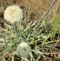 Craspedia alba at Kosciuszko National Park, NSW - 22 Jan 2023