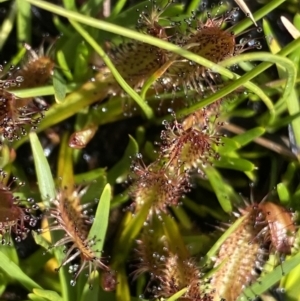 Drosera arcturi at Munyang, NSW - 22 Jan 2023