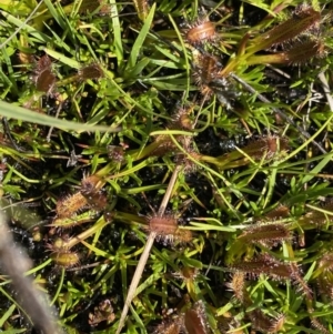 Drosera arcturi at Munyang, NSW - 22 Jan 2023