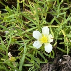 Ranunculus millanii (Dwarf Buttercup) at Munyang, NSW - 22 Jan 2023 by NedJohnston