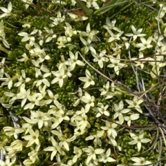 Stackhousia pulvinaris (Alpine Stackhousia) at Munyang, NSW - 22 Jan 2023 by Ned_Johnston