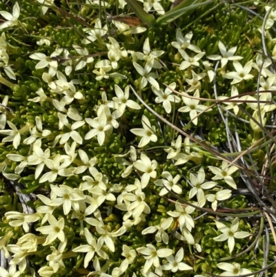 Stackhousia pulvinaris (Alpine Stackhousia) at Munyang, NSW - 22 Jan 2023 by Ned_Johnston