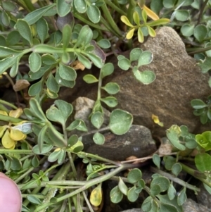 Cardamine robusta at Munyang, NSW - 22 Jan 2023 10:09 AM