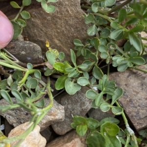 Cardamine robusta at Munyang, NSW - 22 Jan 2023 10:09 AM