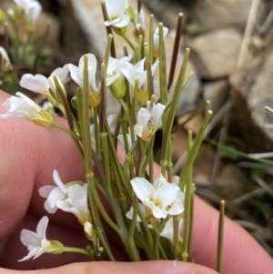 Cardamine robusta at Munyang, NSW - 22 Jan 2023 10:09 AM