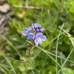 Veronica serpyllifolia (Thyme Speedwell) at Kosciuszko, NSW - 22 Jan 2023 by NedJohnston