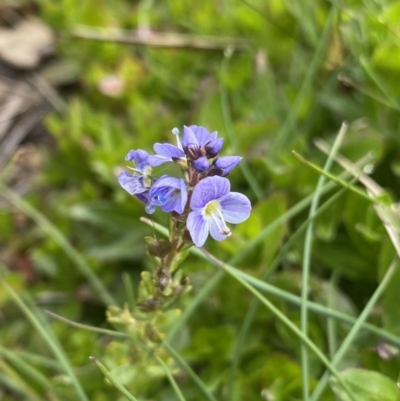 Veronica serpyllifolia (Thyme Speedwell) at Kosciuszko, NSW - 21 Jan 2023 by Ned_Johnston