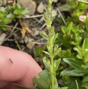 Veronica serpyllifolia at Kosciuszko, NSW - 22 Jan 2023 10:07 AM