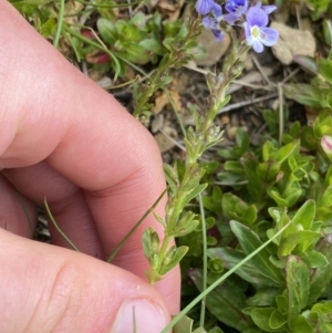 Veronica serpyllifolia at Kosciuszko, NSW - 22 Jan 2023 10:07 AM