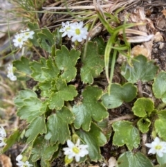 Dichosciadium ranunculaceum var. ranunculaceum (Wreath Pennywort) at Kosciuszko, NSW - 21 Jan 2023 by Ned_Johnston