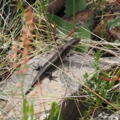 Pseudemoia entrecasteauxii (Woodland Tussock-skink) at Cotter River, ACT - 10 Jan 2023 by RAllen