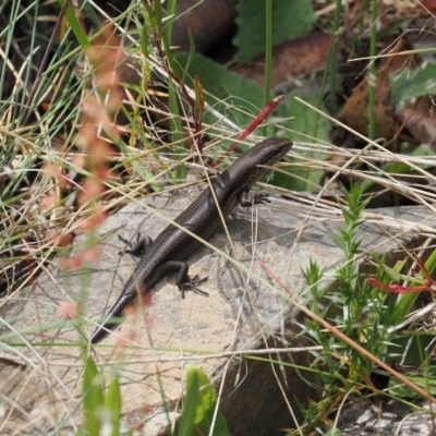 Pseudemoia entrecasteauxii (Woodland Tussock-skink) at Cotter River, ACT - 10 Jan 2023 by RAllen