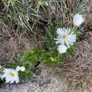 Ranunculus anemoneus at Munyang, NSW - 22 Jan 2023