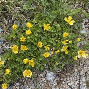 Ranunculus graniticola at Munyang, NSW - 22 Jan 2023