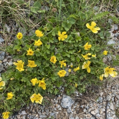 Ranunculus graniticola (Granite Buttercup) at Munyang, NSW - 22 Jan 2023 by NedJohnston