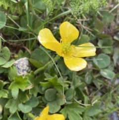 Ranunculus graniticola at Munyang, NSW - 22 Jan 2023