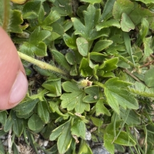 Ranunculus graniticola at Munyang, NSW - 22 Jan 2023