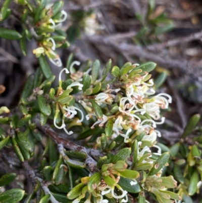 Grevillea australis (Alpine Grevillea) at Kosciuszko National Park - 21 Jan 2023 by Ned_Johnston