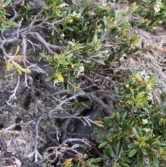 Grevillea australis at Kosciuszko, NSW - 22 Jan 2023 08:26 AM