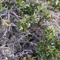 Grevillea australis at Kosciuszko, NSW - 22 Jan 2023